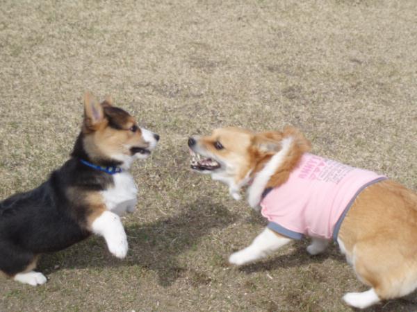 怒る姉、動じない弟