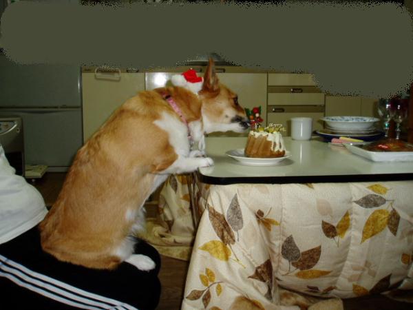 正座犬
