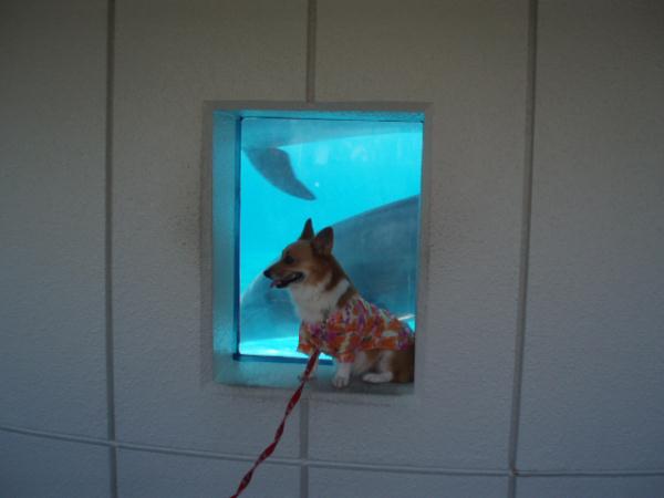 イルカが・・・