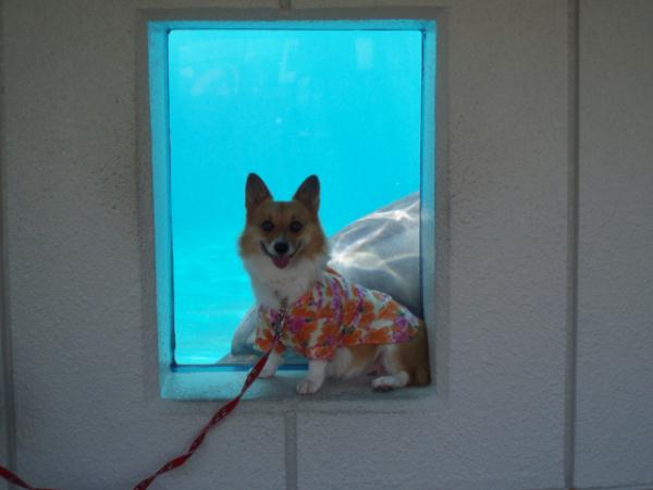 モモ！う・し・ろ