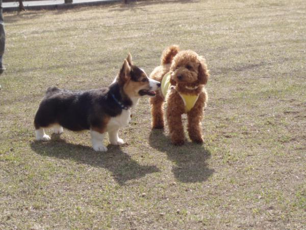 ポテトとツバサ