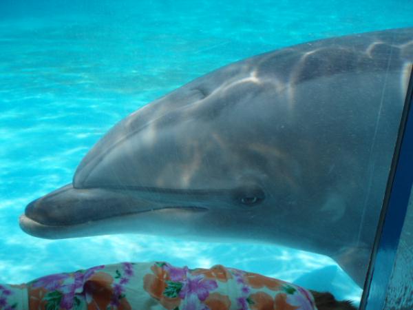 イルカは何思うのか？