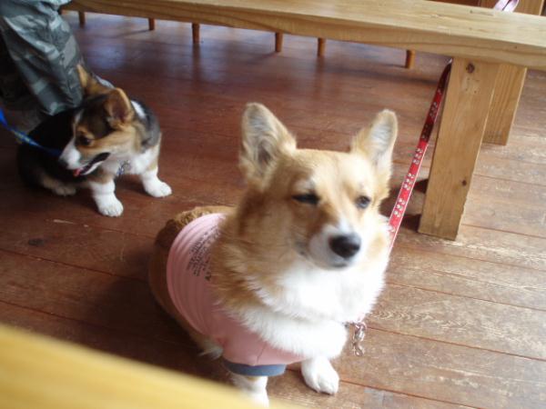 モモ姉ちゃんもう眠いよ