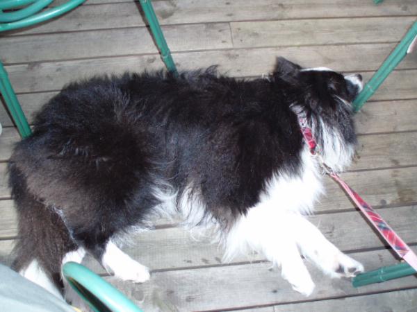 グッタリマリン