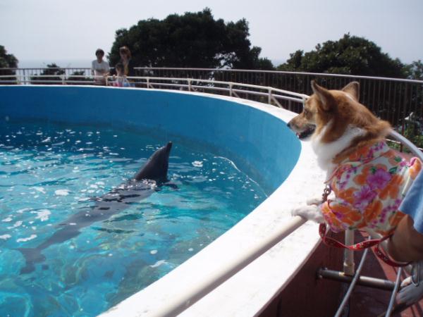 イルカさんを上から