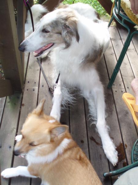 呆然モモと陸君