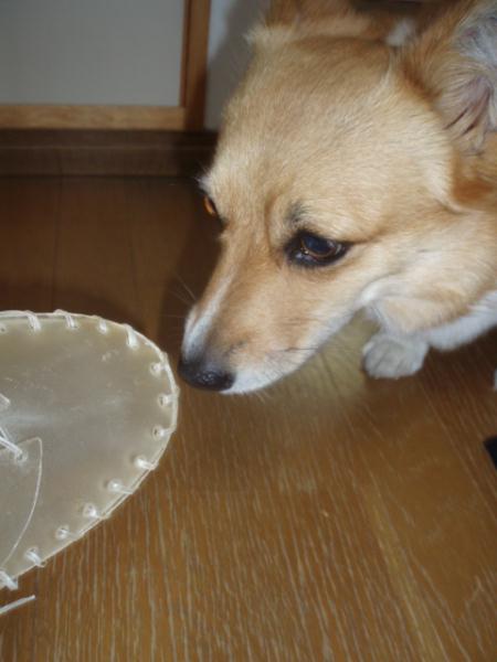 クンクン何だこれは・・・