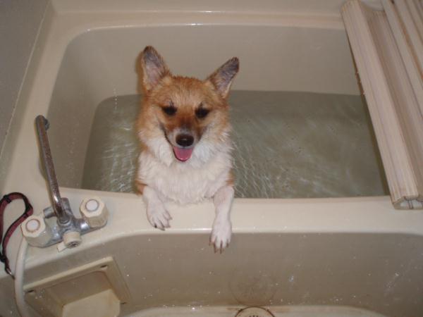 湯船は気持ちいい