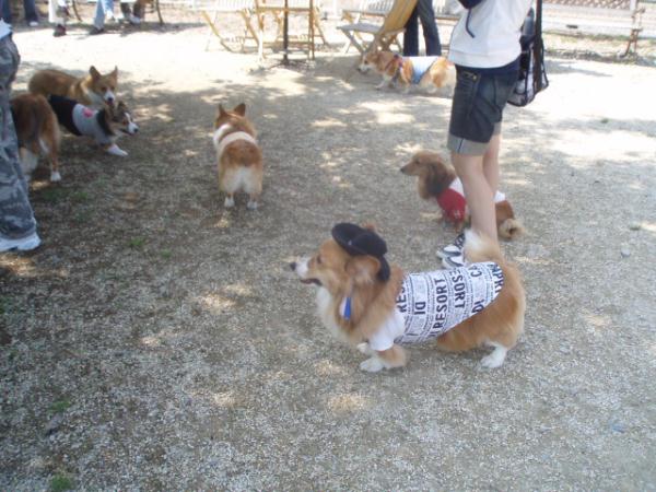 デミさんコギまみれ