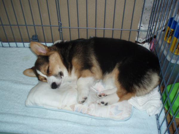 お前は猫かっ！