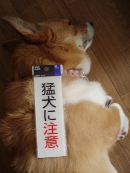 猛烈に遊びたい犬に注意です。