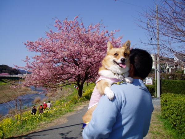 桜とモモ