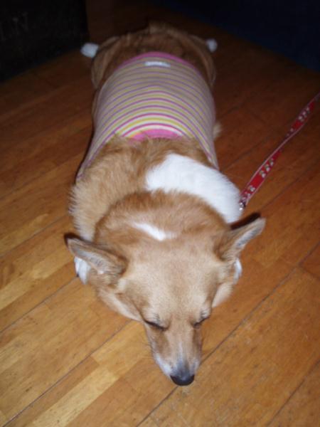 名物「モモの開き」