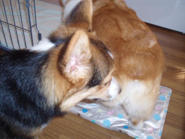 尻クンクン