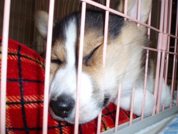 こんな顔で申し訳ない