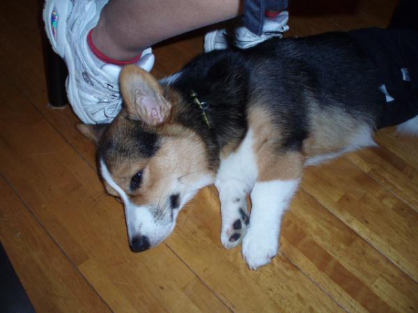 ママの足元でネムネム