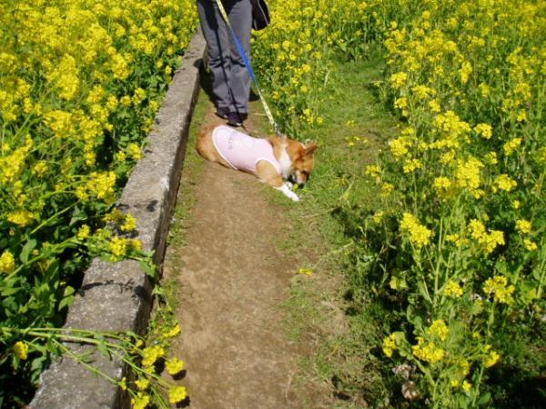 ムシャムシャ
