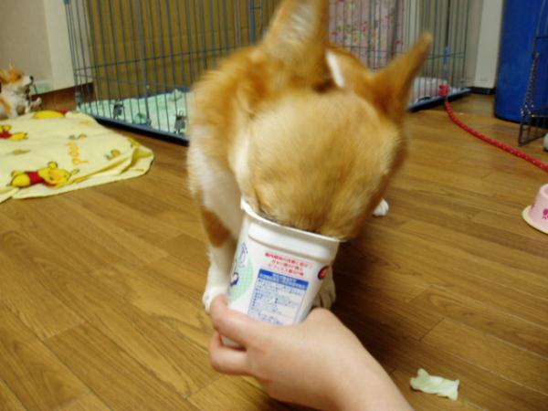 すっぽり