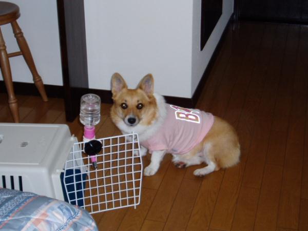 花闊歩の部屋
