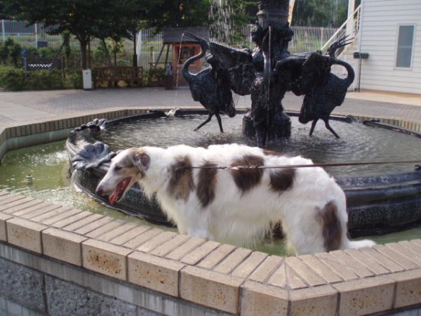 陸王子の贅沢者