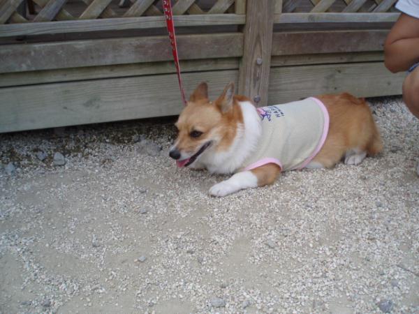 ハアハア・・・