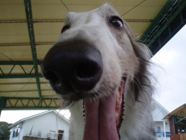 頑張れ～ボーダー軍団！！