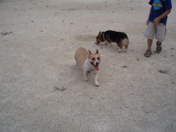 プチコーギーデー