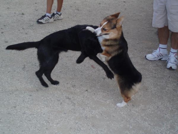 黒ラブちゃんと遊びまくり