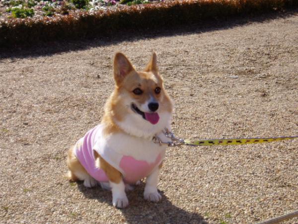 おすわりさん