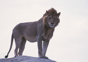 セレンゲティのライオン
