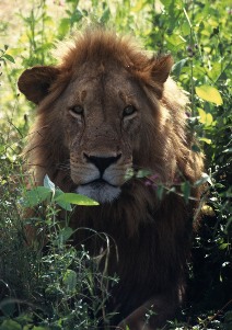 セルーのライオン