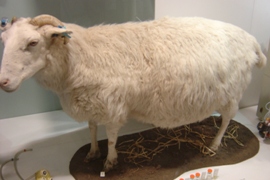 遺伝子改良羊Tracy人間の乳を出せます