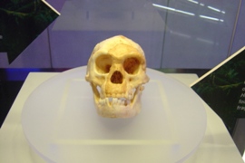 世界最小の人の頭蓋骨・ホビット
