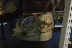 バビルサの頭蓋骨