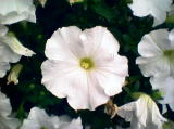 2005-06-16 03:29:59