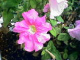 2005-06-16 03:33:05