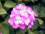 紫陽花ー３