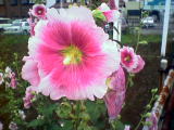 あおいー４