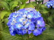 紫陽花ー１