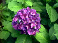 紫陽花ー２