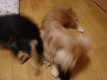 マイキーアーミー