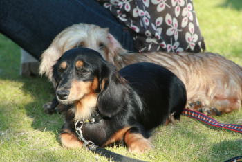 オパールちゃんたち