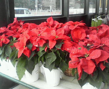 ポインセチア