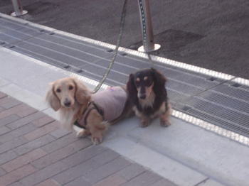 マイキーアーミー