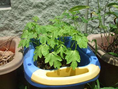 おサルさん060618