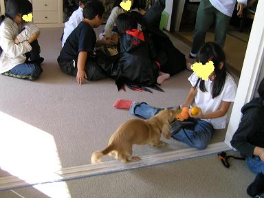 ハロウィン☆アイボ２