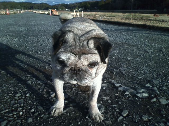 元旦のクー