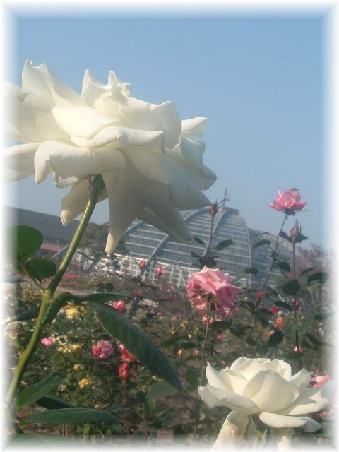 faunten.jpg