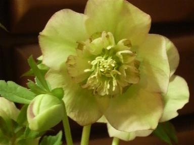 sdライムグリーン2