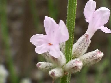 ココナッツアイス２